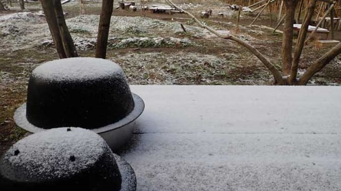 やっと小雪が降りました