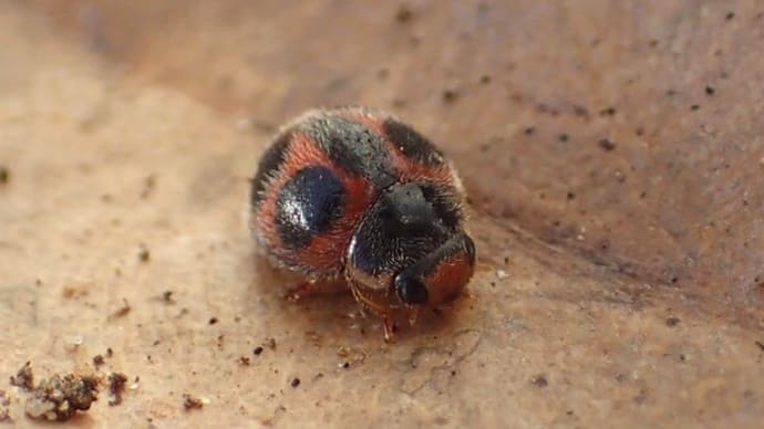 モンクチビルテントウ Platynaspidius maculosus