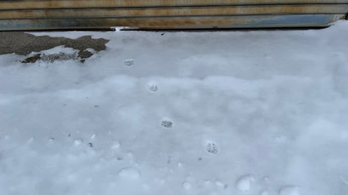 あらぁ、車に乗りに来たの?