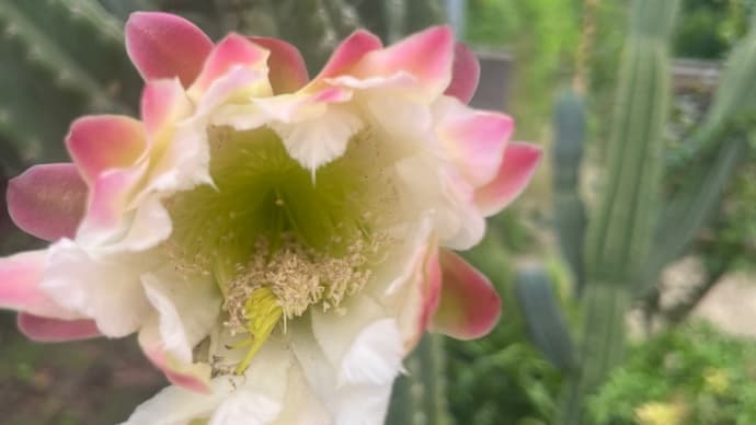 柱サボテンの花が咲く