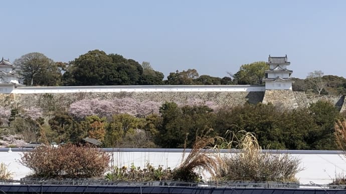明石城の桜は満開