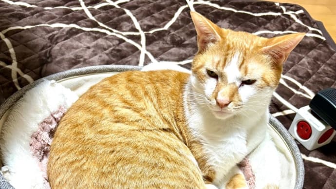 11月4日 新しい猫ベッド 善福寺公園