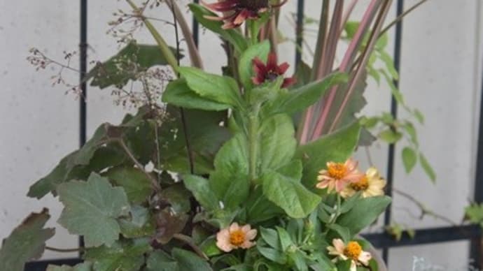 夏用の寄せ植え&玄関周りの様子