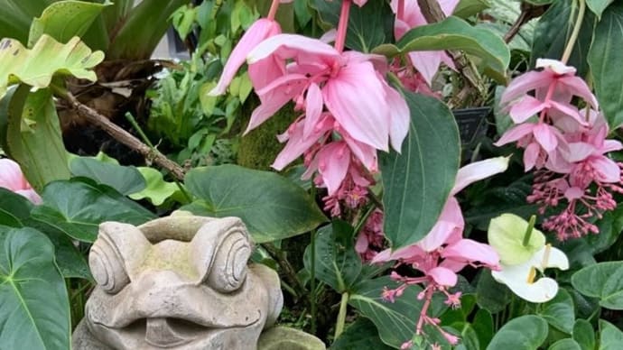 帯状疱疹後神経痛