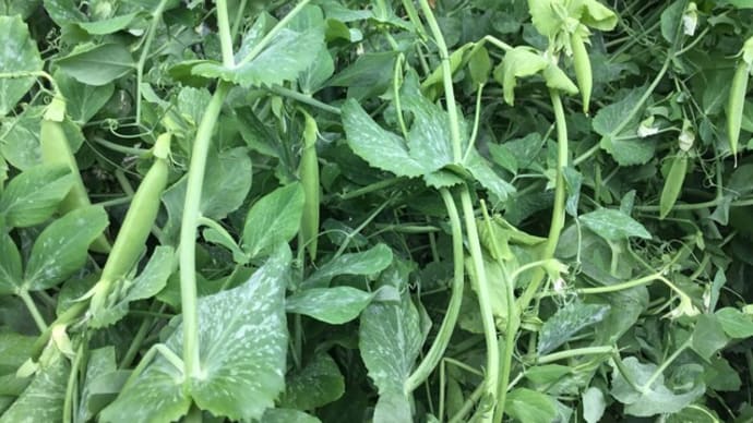絹さや収穫期🥬