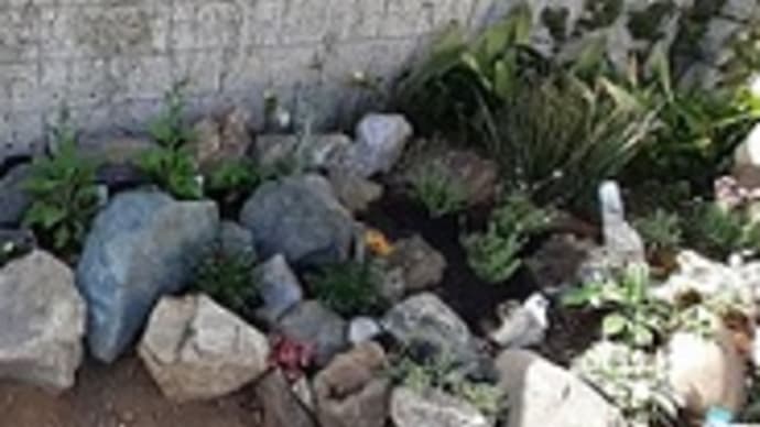 レウィシアが復活！西側の庭にロックガーデン風な花壇も作ったとです!(^^)!