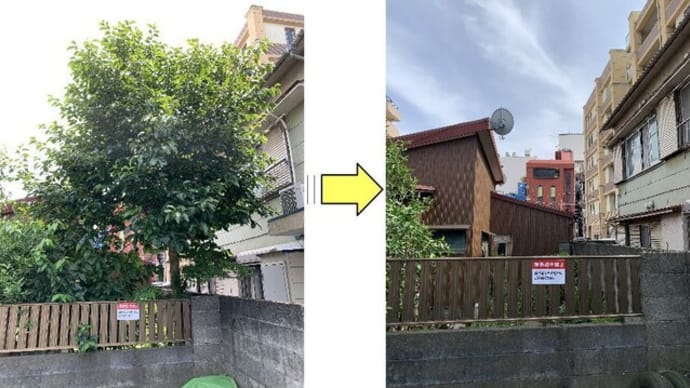 お隣にご迷惑かけていると大きく育ってしまった柿の木伐採依頼