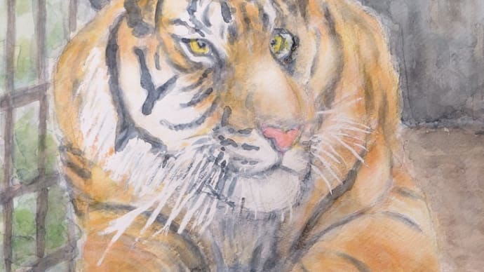 楽描き水彩画「風の游子展出品作から（4）東山動物園の仲間たち『タイガースファンのアイドル』誕生」
