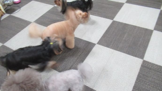 21/05/11 犬の幼稚園BuddyDog