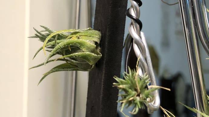 ティランジア スプレンゲリアナ 臨海型 Tillandsia sprengeliana Coastal form