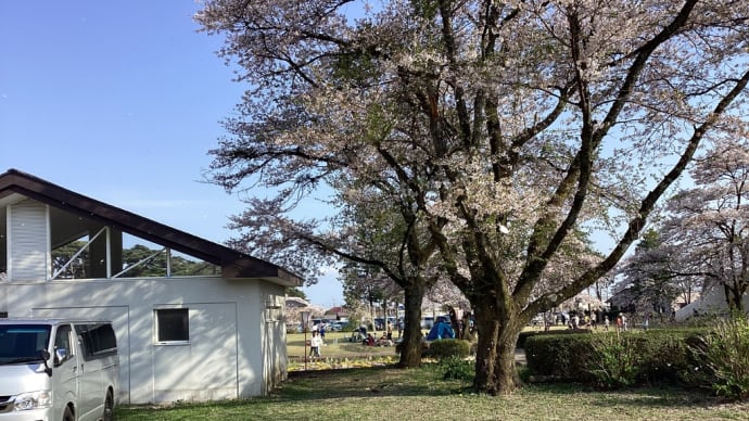 烏ヶ森公園の桜　２０２４