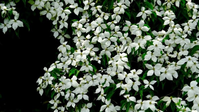 花博で気になった木など