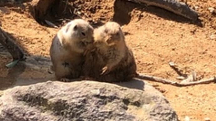 いしかわ動物園:南米北米大陸ご出身のかわいい方々