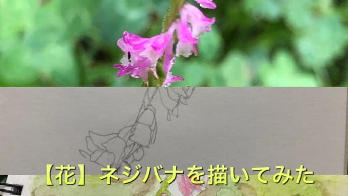 【花】ネジバナを描いてみた