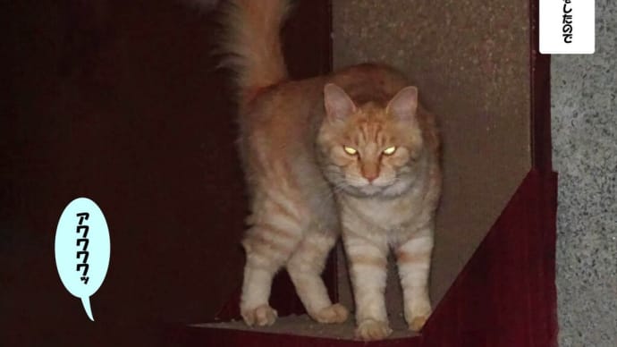 コワッ!!