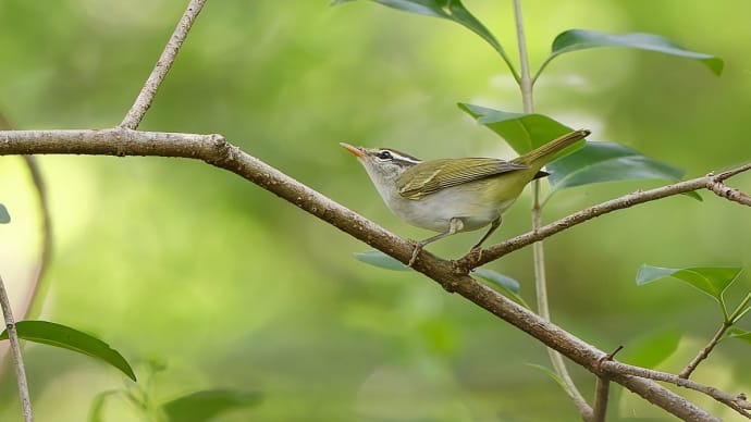 近所の池・・・ムシクイと若タカ!