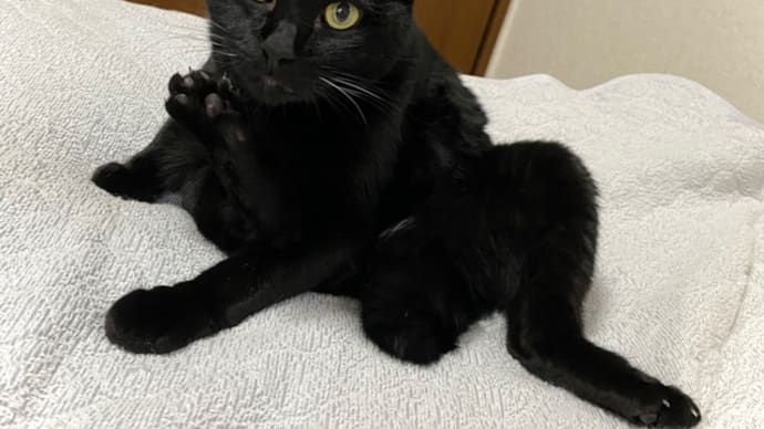 毛繕い中のトノは可愛い