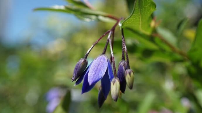 夏の花：オーストラリアン・ブルーベル