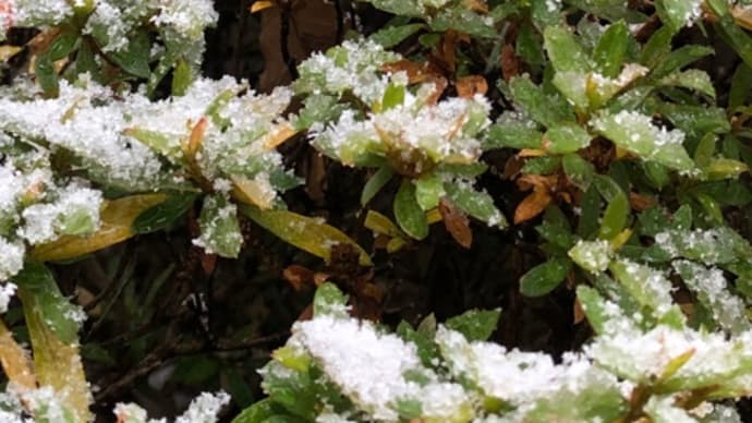 雪の日のお出かけ