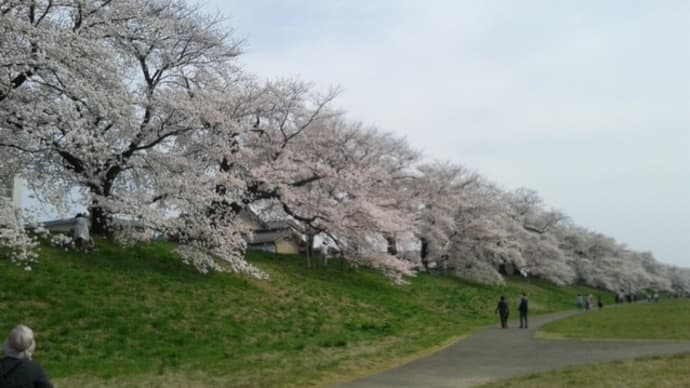 銀ステ桜ロード　三春の滝桜