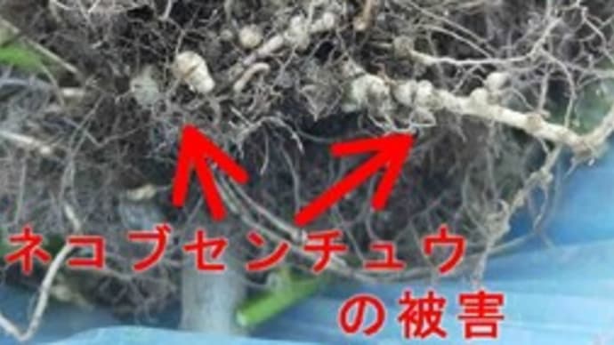 プランターのオクラを片付けました