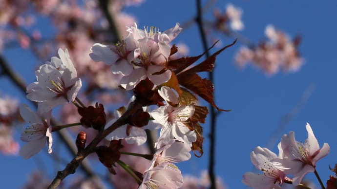 北海道の桜3-1