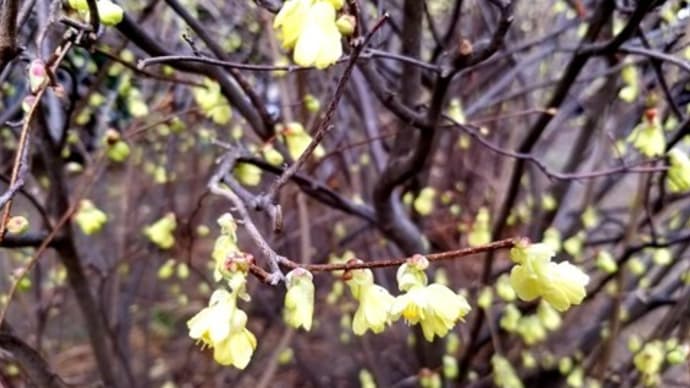 🌼🌼 ヒュウガミズキ・イヌガラシ・蕗の薹のお花🍃~~(3/6)