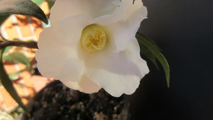 今日の花(ワビスケ)