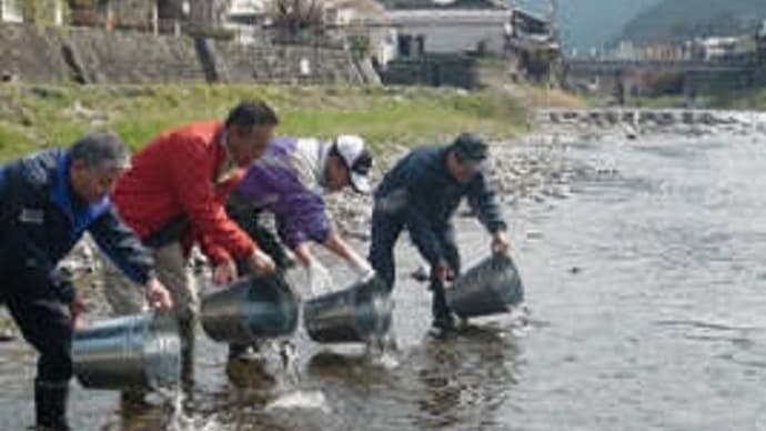アユの友釣りが国際認証 岐阜・郡上漁協、SDGsで販路拡大に期待！