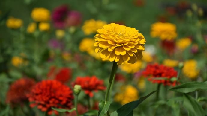 コスモス・ジニア狩り 神奈川県横須賀市神明町 くりはま花の国:コスモスまつり(3)カラフルなジニア