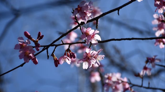 早咲き桜狩り 神奈川県鎌倉市 日比谷花壇大船フラワーセンター(2)マメザクラとオカメザクラ