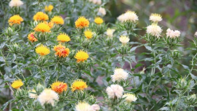 山形市高瀬地区の紅花