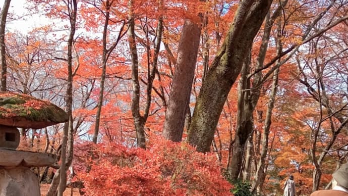 マリーン日記ー紅葉盛りの彌彦神社、清津峡、諏訪峡旅行へ