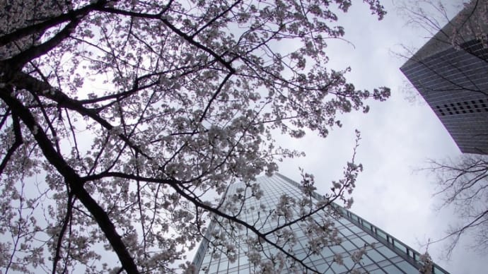 大阪駅前ビルの桜