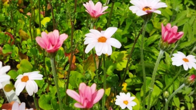 今日の庭の花色々