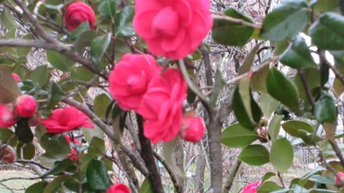 治水公園の河津桜咲いた(^^♪