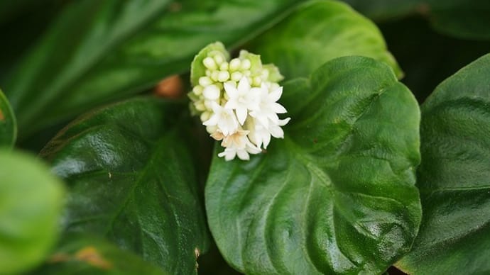 亜熱帯の花たち