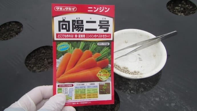 ニンジン・小カブのタネまき
