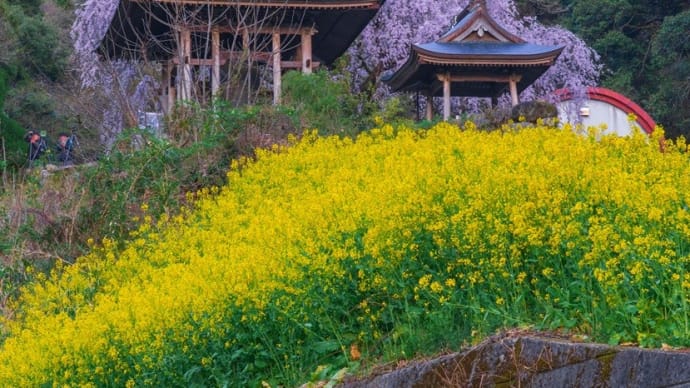 実相院の枝垂れ桜と菜の花 2025/3/29