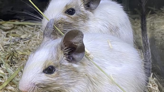 ●デビューしてます❣️シャンパンパイドデグー●