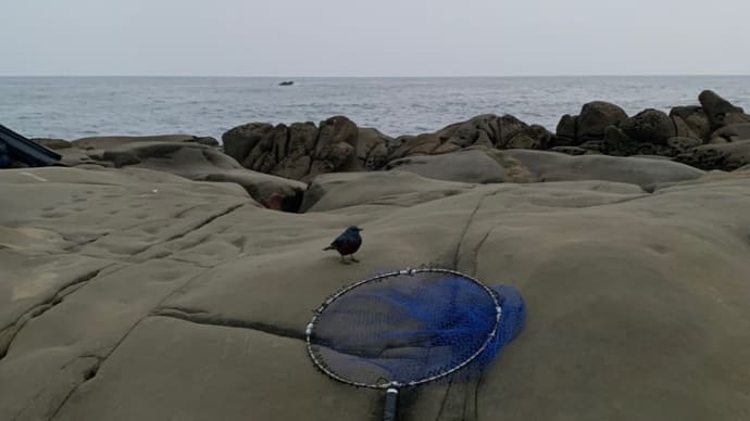 日南海岸地磯‼️いつもの光景いつもの場所