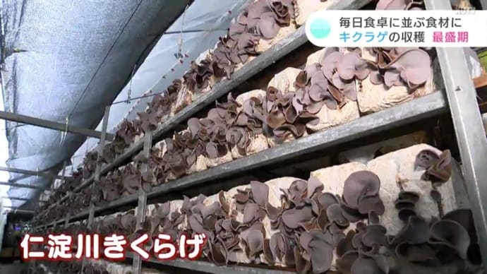 7/7 テレビ高知が独占取材!定年退職後に起業⁉️高知県の特産品に仲間入り