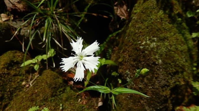 野草園の花たち③　センジュガンピ・バイケイソウ・アザミ他