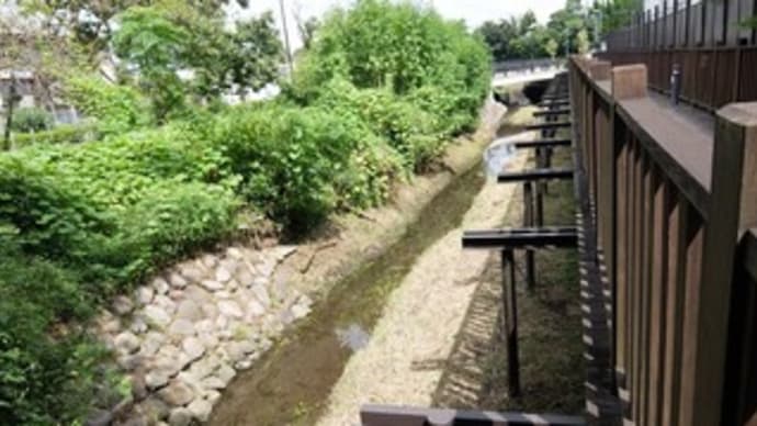 2023東京河川ポタリング『黒目川』⑦さいかちの道&源流