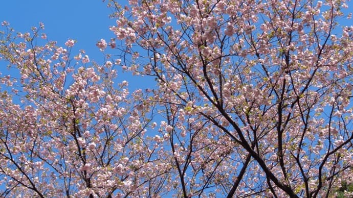 ～八重桜が綺麗だよ🌸～