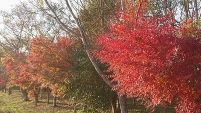 樹林帯の紅葉が綺麗!!
