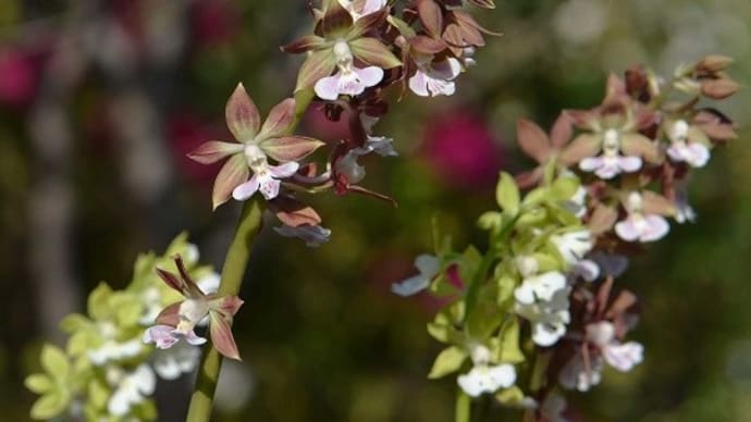 鉢植えの「地エビネ」