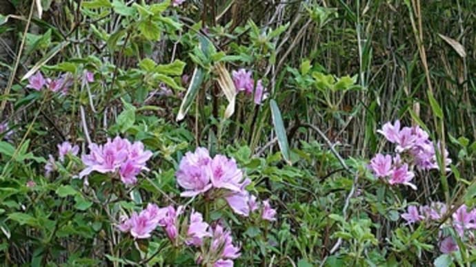 「自転車屋の生き物歳時記」植物編」!!「コバノミツバツツジ」!!
