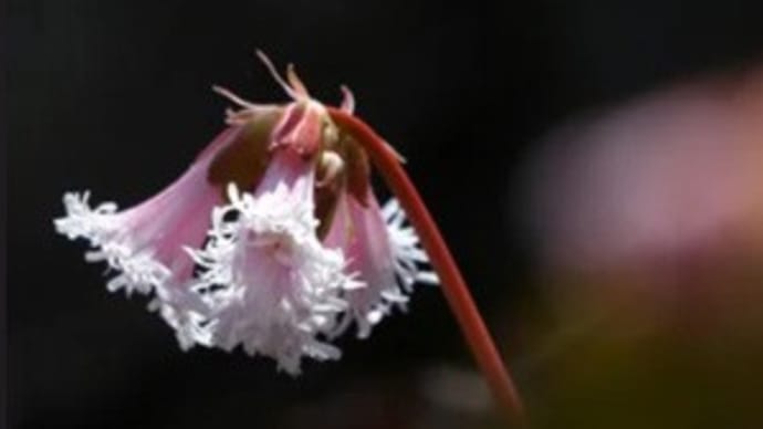 イワカガミの花(再投稿)