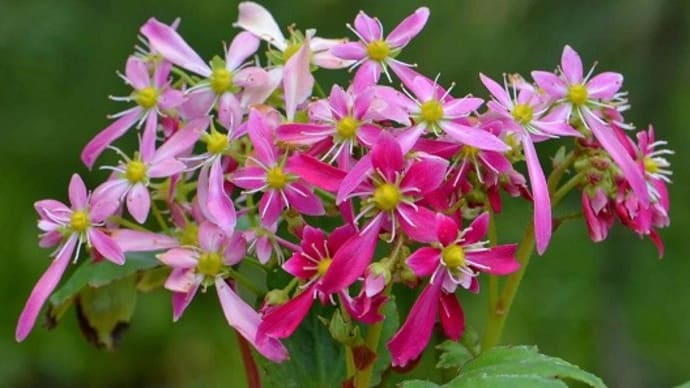 鉢植え大文字草の花(3)~「美里」